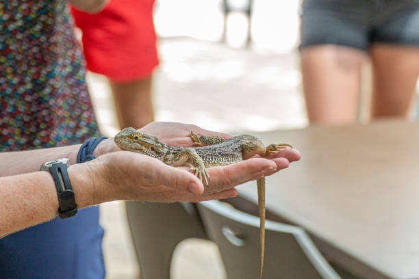 istock an Australian lizard sits trustfully on a human hand and can be stroked 1188242074