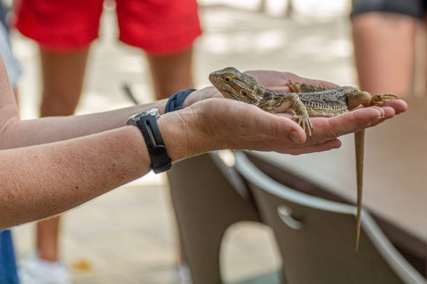 istock an Australian lizard sits trustfully on a human hand and can be stroked 1188242083