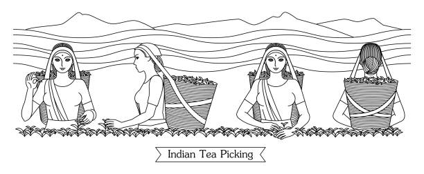 Set of black engraved drawing of Indian women picking tea leaves on the mountain plantation. Harvesters with baskets. Vector illustration isolated on background for packaging tea drink business. Set of black engraved drawing of Indian women picking tea leaves on the mountain plantation. Harvesters with baskets. Vector illustration isolated on background for packaging tea drink business. assam stock illustrations