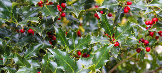 istock Mistletoe branch with leaves and berries 1188242228