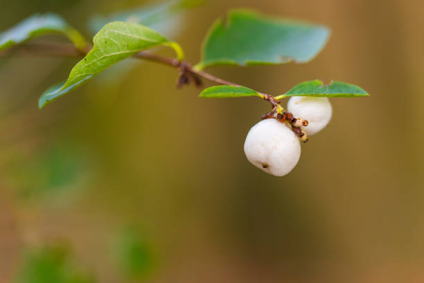 istock In autumn, the  bushes also carry berries in different colors 1188242461