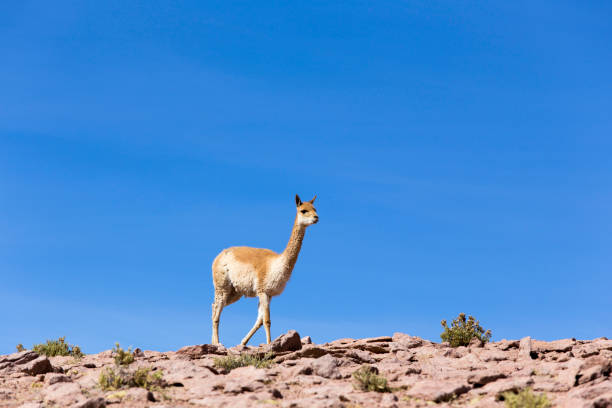 istock A lonely guanaco walking on the rocks 1188243918