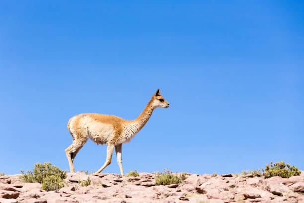 istock A lonely guanaco walking on the rocks 1188243925