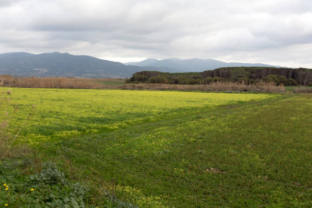 istock A field in Sardinia during winter 1188243946