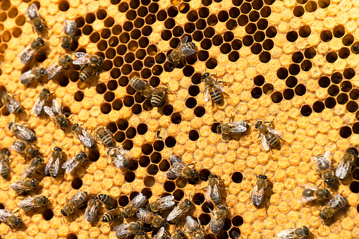 Working bees on honeycombs in beehives in an apiary. Honey-filled frame with honeycombs closeup, view of the working bees on honey cells. Bee on a honeycomb with slices of nectar in a cell. Close-up of bees swarming in honeycombs.