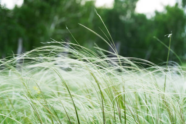 istock Green feather grass in the steppe or forest. A lawn with white fluffy grass, Nassella tenuissima, is formed already at the slightest breath of a filigree wind pattern. Summer warm day, green grass. 1188244835