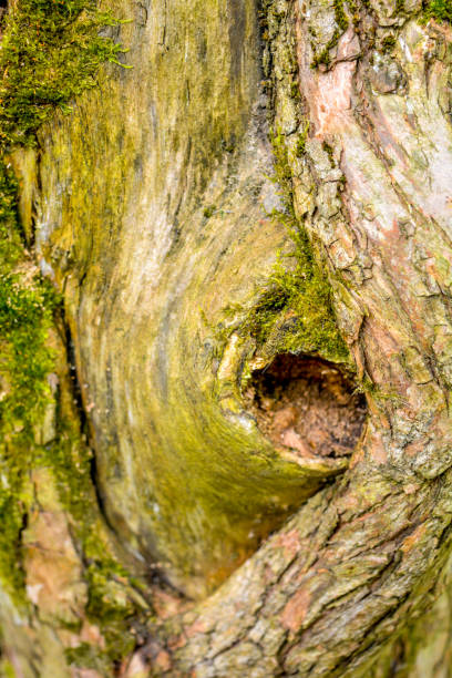 istock Texture of bark of ancient mighty oak tree trunk with moss and lichen 1188246146