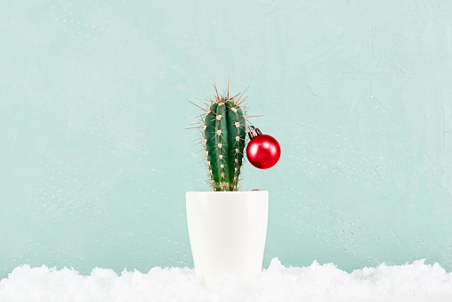 Funny Cristmas cactus decorated with red Christmas ball with snow on the pastel blue background