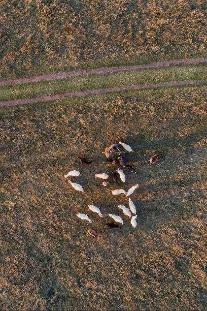 istock Herd of goats, aerial view, fall season background 1188247592