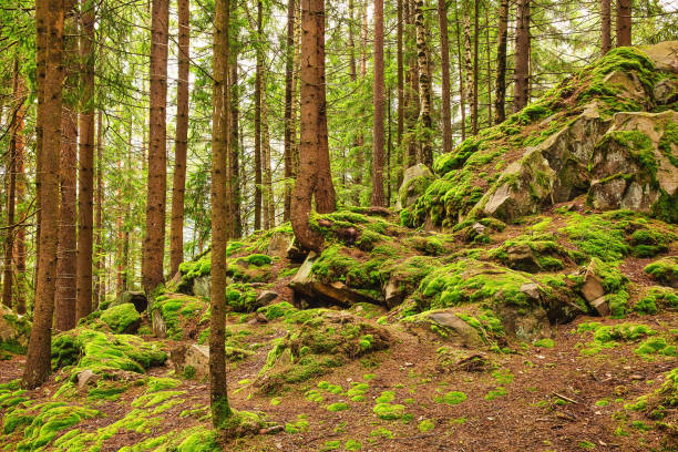 istock Path through the pine forest, natural outdoor background 1188247804