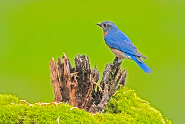 мужская голубая птица с светло-зеленым фоном. - mountain bluebird bird bluebird blue стоковые фото и изображения