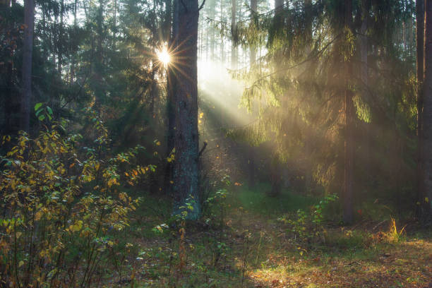 istock Scenery forest in sunlight. Beautiful wild nature with sunrays. Sun shines through trees in forest. Nature landscape 1188248631