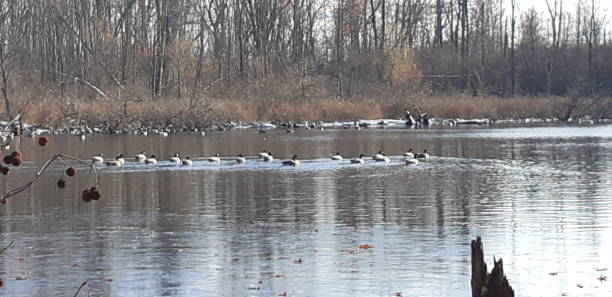 istock The geese in the pond 1188248691