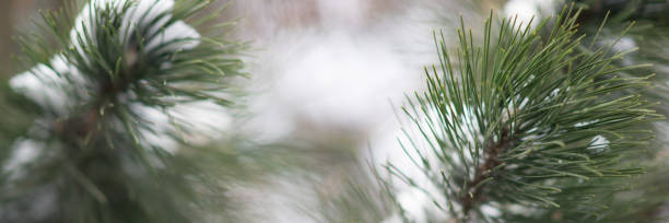 white fluffy snow on green pine branch - january winter icicle snowing imagens e fotografias de stock