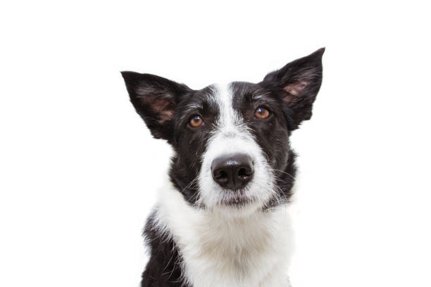 close-up worried or sad border collie dog. isolated on white background. - dog sadness large isolated imagens e fotografias de stock