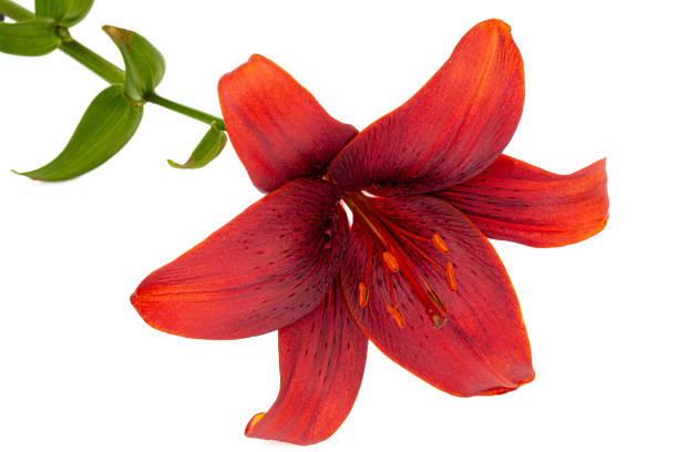 istock Flower of dark red lily, isolated on white background 1188249154