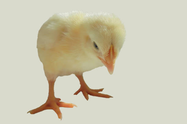 Cobb 500 little white broiler chicken stands on a light background. selective focus on the head