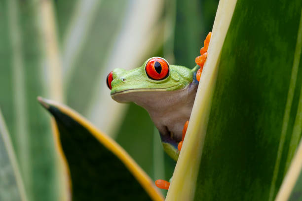 istock Red-eyed Tree Frog in Rainforest 1188251730