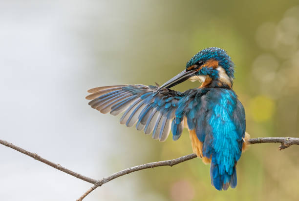 istock Male common kingfisher 1188252799
