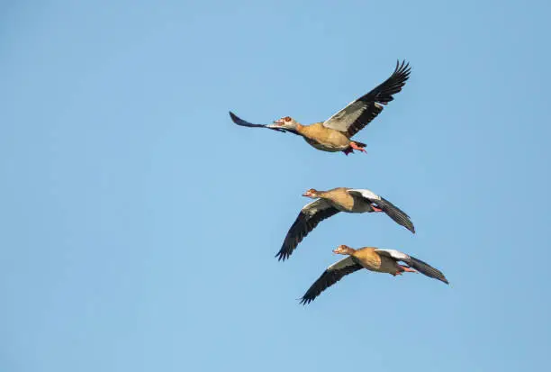 Three egyptian gooses flying over each other against a blue sky.
