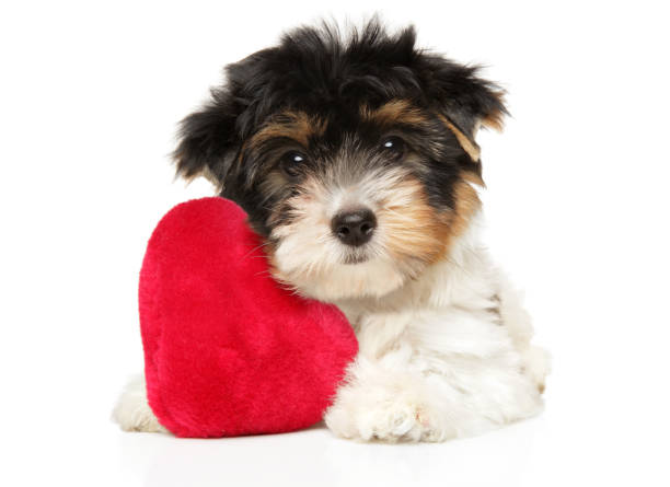 istock Beaver Yorkshire Terrier puppy with red toy 1188253745