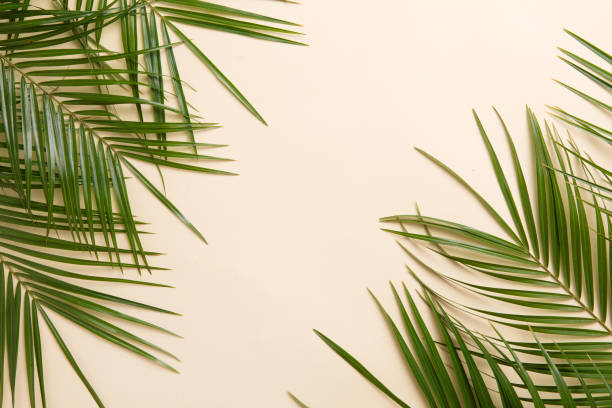 Tropical palm leaves on green background. Flat lay, top view