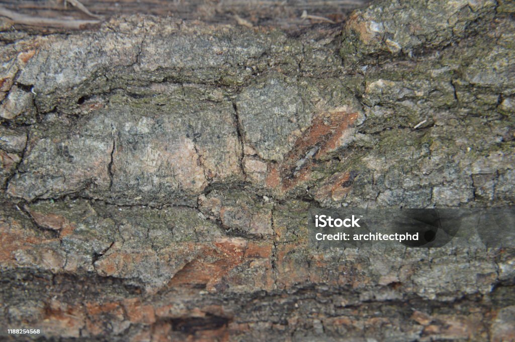 Timber Processed Texture Solid Wood And Processed Lumber Surface The Textures Stock Photo ...