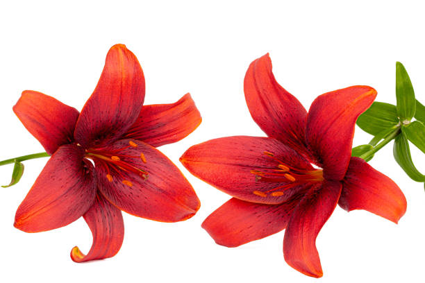 istock Flower of dark red lily, isolated on white background 1188255121
