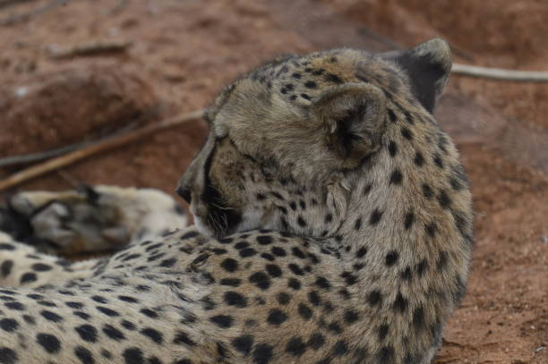 istock Ghepard - Namibian Safari 1188257628