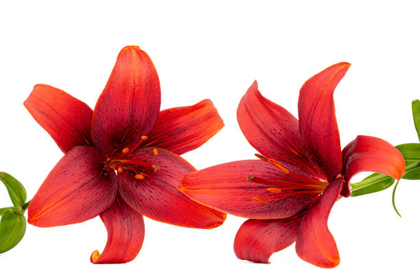 istock Flower of dark red lily, isolated on white background 1188257906