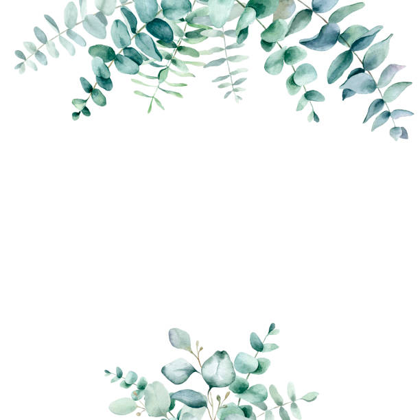 Watercolor floral frame. Watercolor hand painted floral frame with eucalyptus leaves and branches. Frame for wedding invitations, save the date or greeting ncards. weed leafs clip art stock illustrations