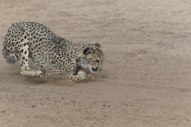 istock Ghepard - Namibian Safari 1188258246