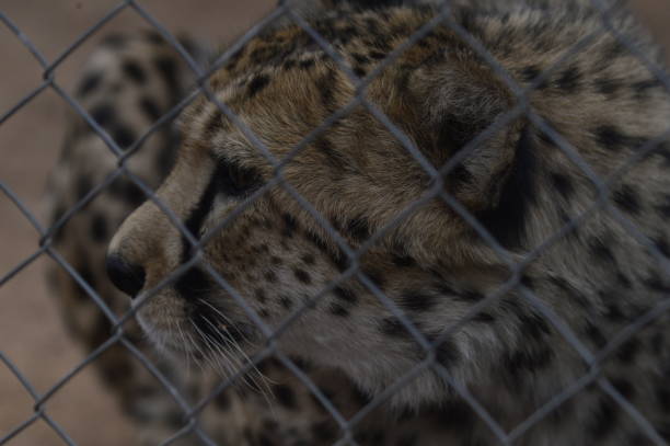 istock Ghepard - Namibian Safari 1188258960