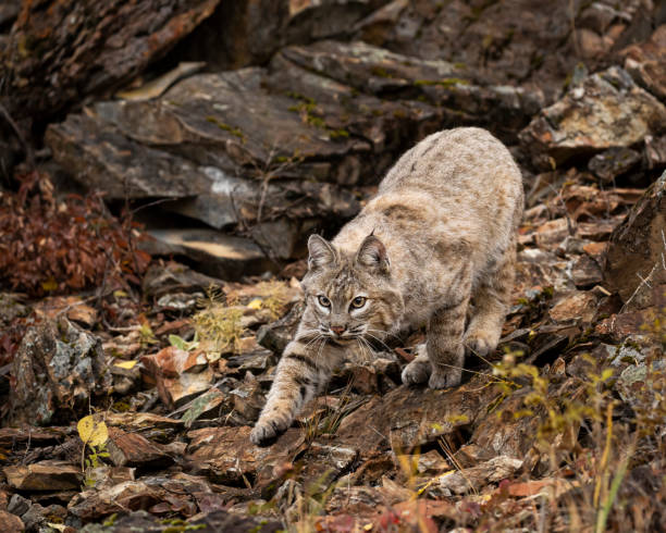 bobcat взрослых в осенних цветах в монтане - американская рысь стоковые фото и изображения