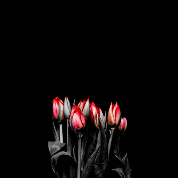 A composed “black and white with red high-light details” image of a bunch of Tulip flowers.