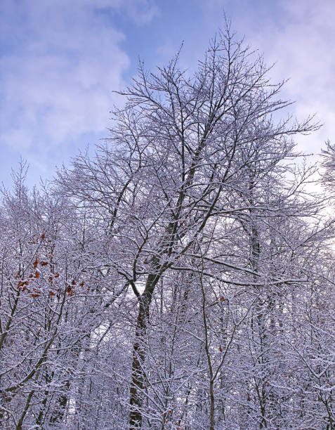 Bare trees forest covered with snow, cloudy sky, in Pieria Greece, winter scene.