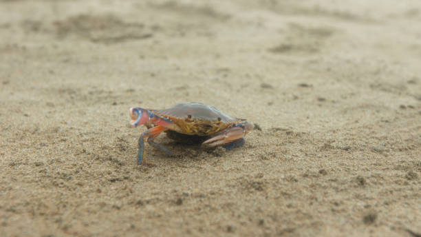 istock Big crab walking alone in the sand on the beach 1188261453