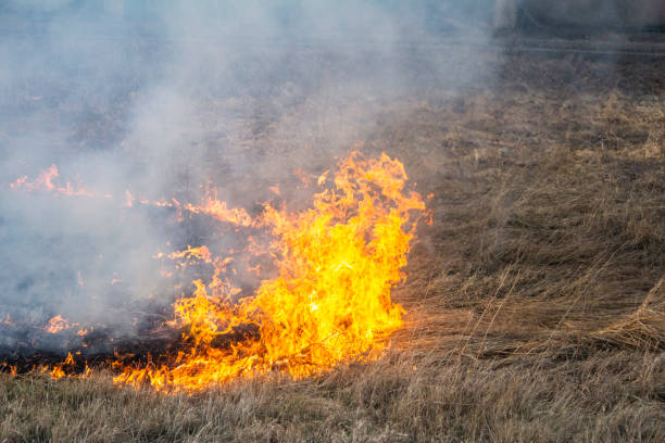 istock spring fires dead wood in the forest and firefighters extinguishing the fire close-up, front and background blurred with the effect of bokeh 1188261562