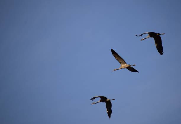 istock Three flying cranes aligned vertically in a blue sky. Cranes flying in flocks, an autumn afternoon arriving to nest and raise their chicks. 1188261814