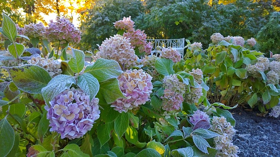 Flowers and green leaves of hortensia covered with hoarfrost. Frosty autumn  morning in the garden. Frozen pink Hydrangea macrophylla. Wonderful image for card. Inspiration from nature. Winter is soon