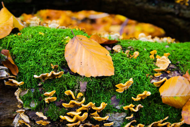 istock Autumn mood feelings: Tree trunk covered with moss, mushrooms and brown leaves in german forest 1188263085