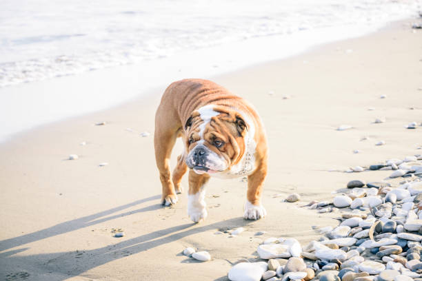 istock English Bulldog portrait 1188263260