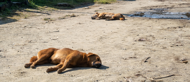 Brown dogs lying on a dirt road on the promenade of Phewa Lake in Pokhara (Nepal) in the morning.