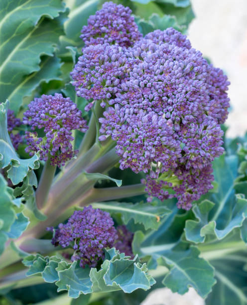 istock Purple sprouting broccoli florets, leaves and stalks - early spring, late winter vegetable. 1188264362
