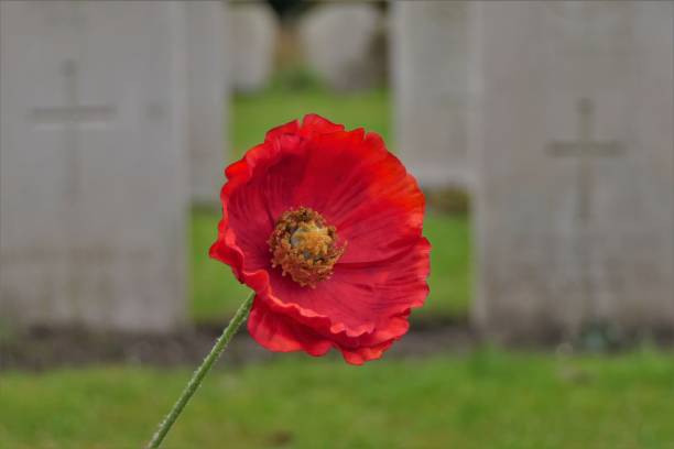 istock Poppy at war cemetery 1188265227