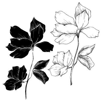 Vector Magnolia floral botanical flowers. Wild spring leaf wildflower isolated. Black and white engraved ink art. Isolated magnolia illustration element.