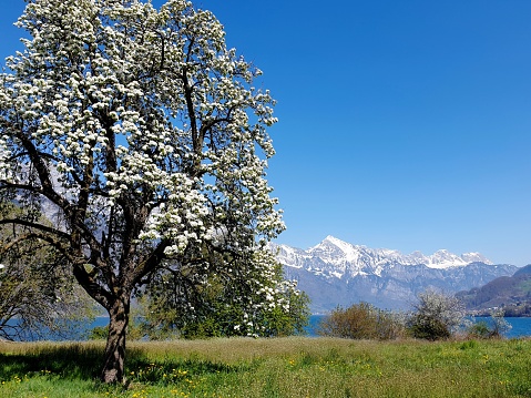 Spring day with blossoming pear tree on a green meadow. Behind snow-covered mountain ranges under a bright blue sky! Small bushes and shrubs next to a strip of turquoise lake.