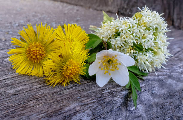 ブロッサムコレクション:食用薬用植物。私のメニューの癒しの力。n - yellow wood anemone ストックフォトと画像