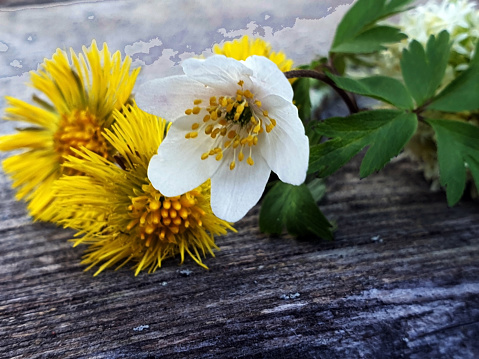 Spring flowers: Yellow coltsfoot and white-yellow windflower arranged on old wooden board