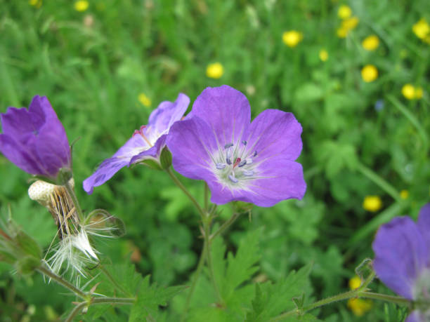 istock Collection edible medicinal plants. Healing power on my menu: geranium pratense